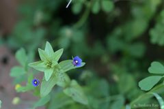 Anagallis arvensis